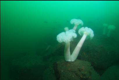 anemones on deeper reef