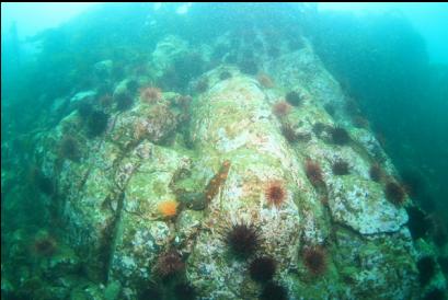 urchins on part of reef