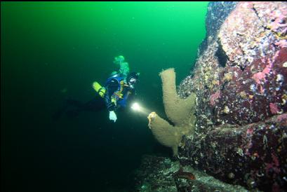 boot sponges on wall