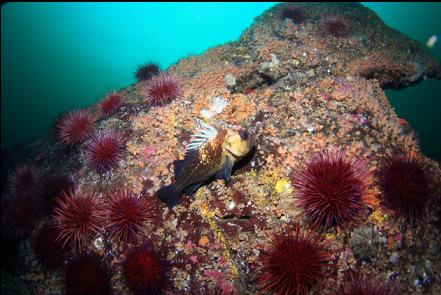 quillback rockfish on zoanthid-covered boulder on top of the reef