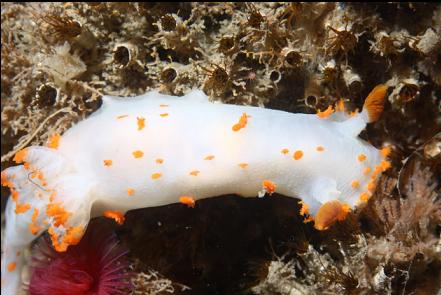 clown nudibranch