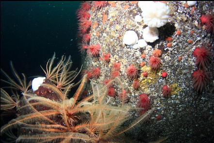 feather stars and crimson anemones