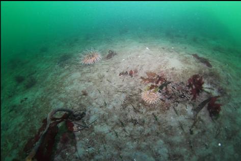 anemones and shrimp on the mud