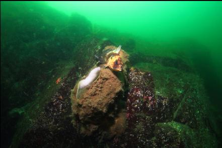 quillback rockfish and boot sponge