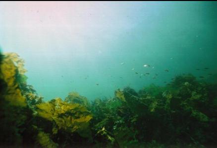 SMALL PERCH IN SHALLOWS