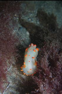 NUDIBRANCH