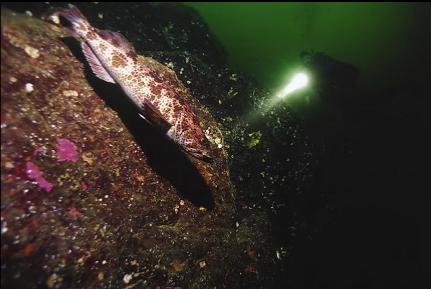 LINGCOD ON WALL