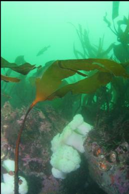 ANEMONES AND KELP