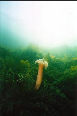 PLUMOSE ANEMONE