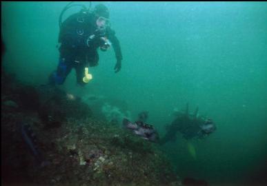 DIVER AND BLACK ROCKFISH