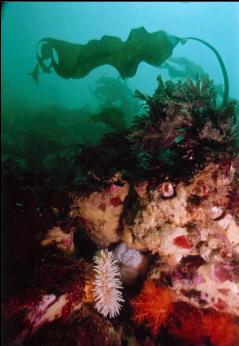 SPONGE, ANEMONE,BURROWING CUCUMBERS ON SEWER PIPE REEF