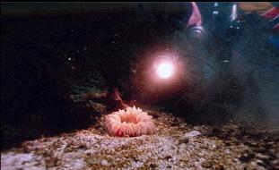 ANEMONE ON SAND