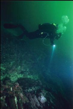 DIVER LOOKING AT SMALL LINGCOD