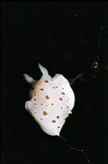 NUDIBRANCH