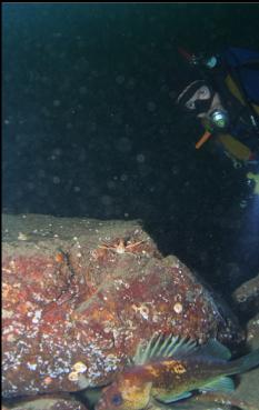 QUILLBACK ROCKFISH ON DEEPER REEF