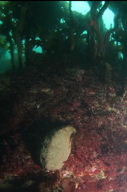 gumboot chiton