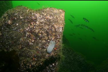 crystal tunicate and rockfish