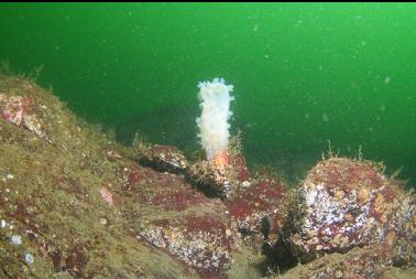 crystal tunicate