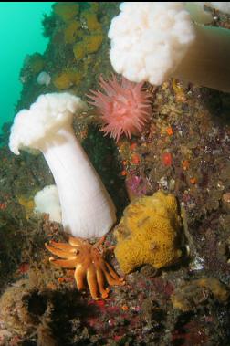 anemones, sponge and seastar closer up