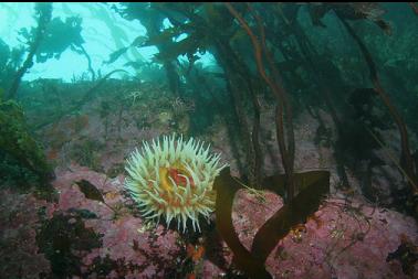 fish-eating anemone