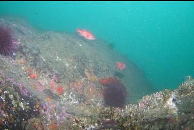 vermilion rockfish on wall