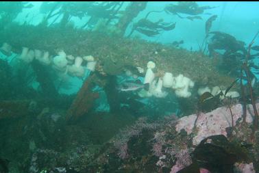 anemones on beam