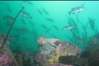 black rockfish at top of reef