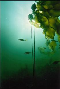 BULL KELP AND PERCH