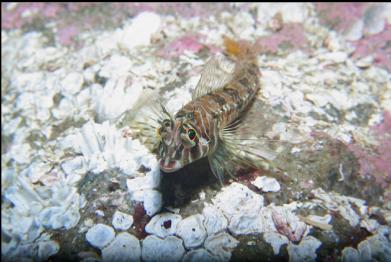 longfin sculpin