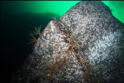 feather stars