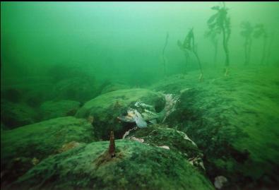 COPPER ROCKFISH IN SHALLOWS