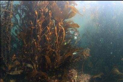 behind kelp