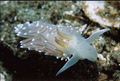 NUDIBRANCH ON SAND