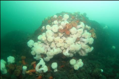 anemones on a large boulder