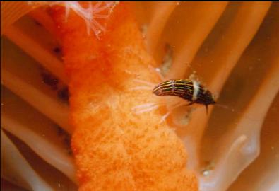 ISOPOD? ON SEA PEN