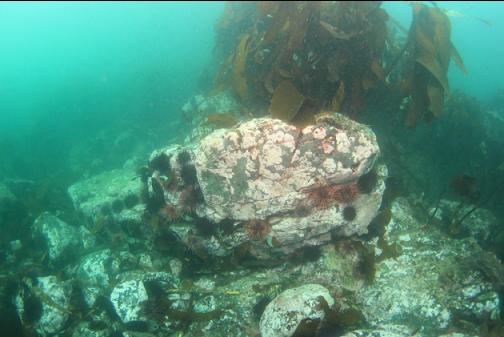 boulders and urchins