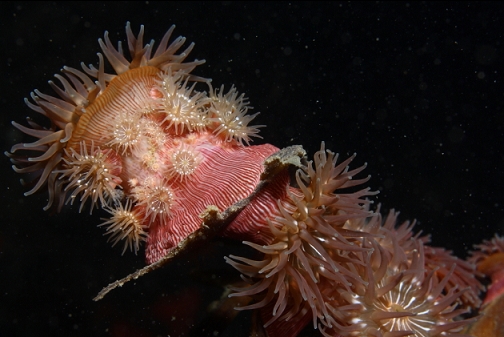brooding anemones on stalked kelp