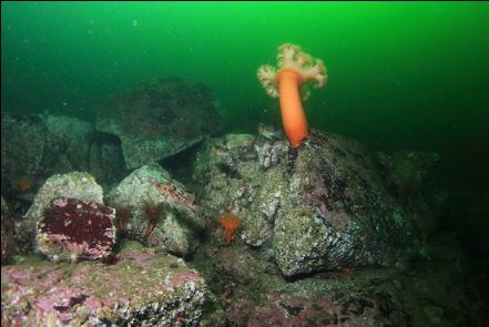 plumose anemone and rockfish