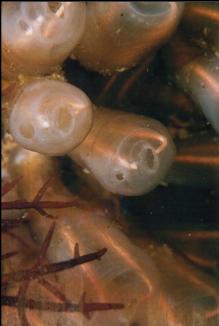 TUNICATES IN SHALLOWS