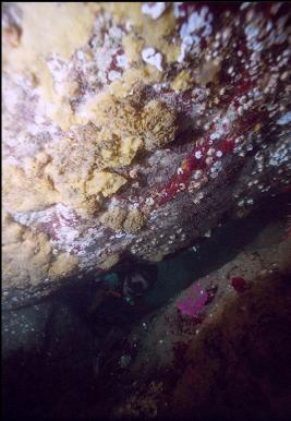 LOOKING UNDER BOULDER