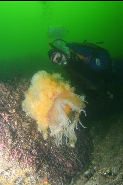 JELLYFISH STUCK TO DEEPER REEF