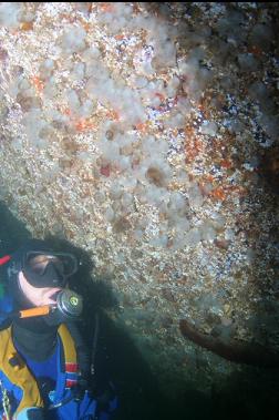 TUNICATES ON SHALLOW WALL