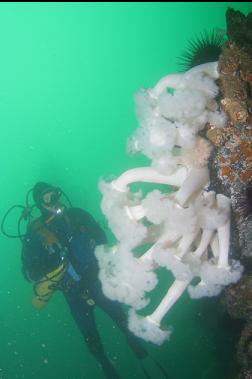 PLUMOSE ANEMONES 