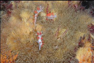 NUDIBRANCHS ON SPONGE