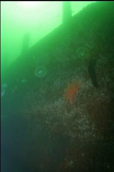 JELLYFISH NEXT TO BARGE