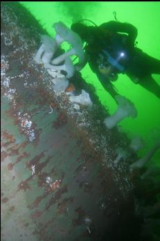 ANEMONES ON HULL