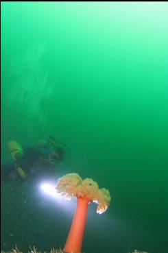 PLUMOSE ANEMONE