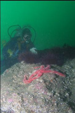 SEASTAR AND URCHINS ON DEEPER REEF