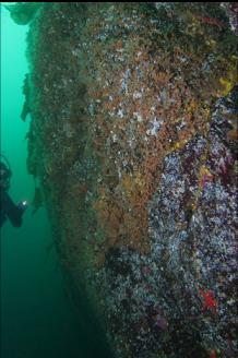 ZOANTHIDS ON WALL