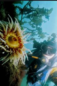 FISH EATING ANEMONE